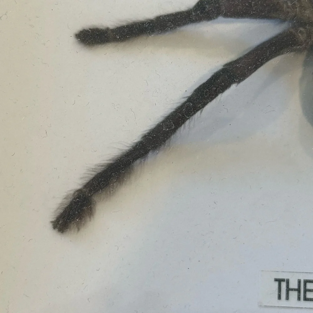 Large Spider taxidermy - Picture 3 of 5